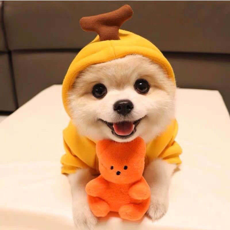 Vêtements mignons pour petits chiens, sweats à capuche chauds en polaire pour l'hiver, costume pour chiot et chat, manteau pour chihuahua français.