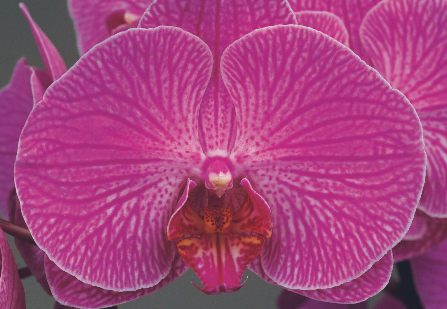 Anti Age Skin Repair Serum with Retinol [2.1%] + Vitamin C [5.6%] for Rapid Lifting and Firming Effect