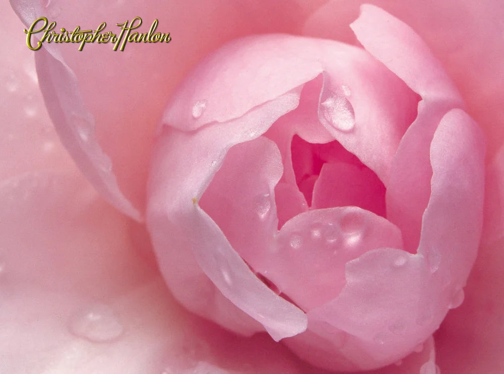 Bespoke Anti-Age Face Lift Cream Extra Dry Skin